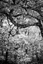 IMG_0470_h650_o193ex