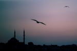 IMG_0821_opt194ex