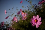 IMG_1339_opt197ex