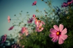 IMG_1339tc_opt188
