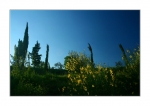 IMG_8784_yy_psp_small_tuscany_landscape_comp5