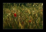 IMG_8924_yyy_psp_coquelicot_small_comp8