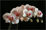 IMG_9600_x_psp_fleurs_comp8
