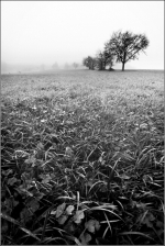 Vosges_IMG_6193_2_optcomp