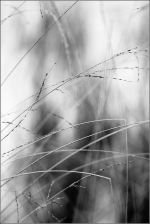 Vosges_LignesVegetales_IMG_6593_comp