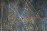 Vosges_LignesVegetales_IMG_6595_comp