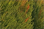 m_IMG_3957_Autumn_comp
