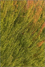 m_IMG_3973_Autumn_comp