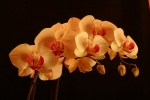 wb_auto_IMG_9599
