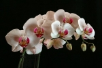 wb_manu_IMG_9600_x_psp