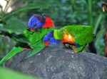 0398-12 -Jardin botanique-Perroquets