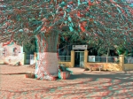 Baobab