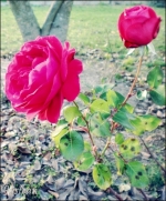 Photo039