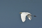 Aigrette1