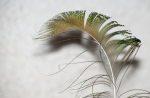plume2
