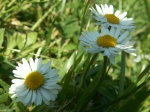 Marguerite-avril 2006-Lagardelle sur Lze (1)