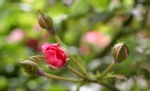 jardin carnavalet