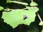 mouche