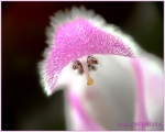 fleurnet