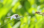 demoiselle_11