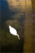 autruche