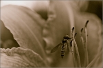 bzzzzzzzzzzz