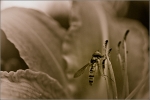 bzzzzzzzzzzzV2