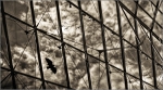 lines_birds_and_clouds