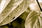 over_antz