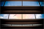 sunshine_bird