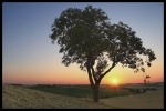 arbre2