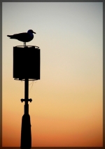 mouette