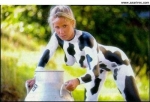 la%20vache