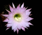 photodumois