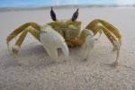 Crabe