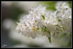 macro