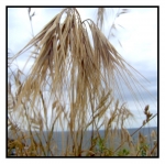 la-reverance-compress