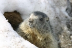 marmotte-2