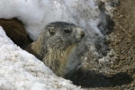 marmotte