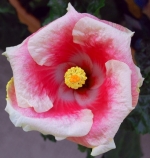 spirale_reduite