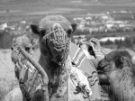DSC03849a