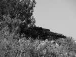 DSC03875