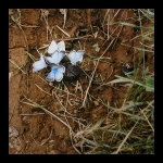 P8106692W2