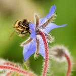 bzzzz