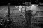 chasse