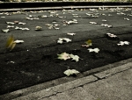 feuilles