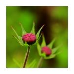 fleur-couleur2