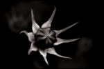 fleur-noire