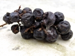 raisin