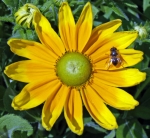 fleur
